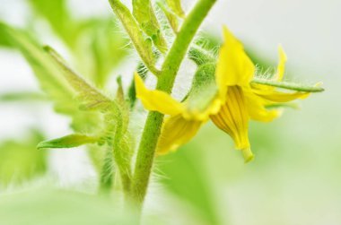 yatakta büyüyen domates. 