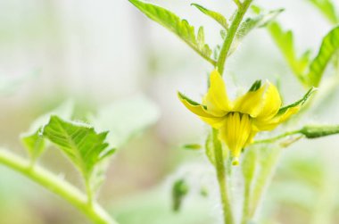 yatakta büyüyen domates. 