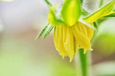 yatakta büyüyen domates. 