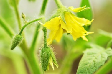 yatakta büyüyen domates. 