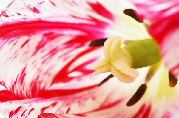 Macro foto tulipán flor, fondo . —  Fotos de Stock