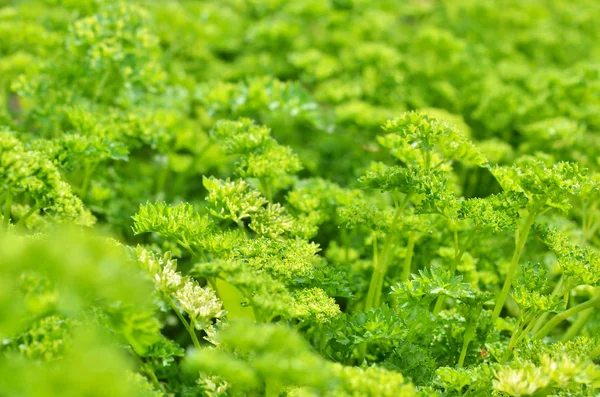 Planta de perejil cultivada en ambiente natural orgánico . —  Fotos de Stock