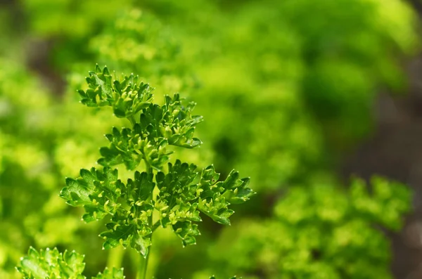 Peterselie plant geteeld in biologische natuurlijke omgeving. — Stockfoto