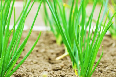 toprakta büyüyen genç soğan.