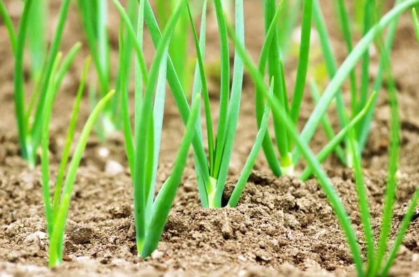 Jonge uitjes groeien in de bodem. — Stockfoto