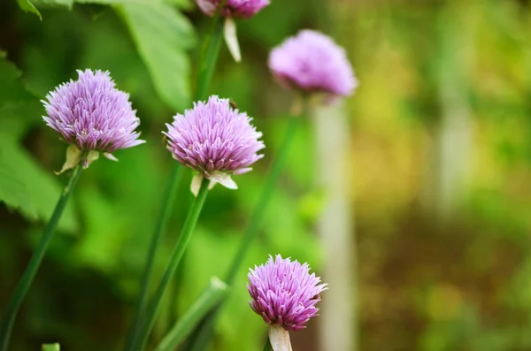 Цветущий лук (Allium schoenoprasum ). — стоковое фото