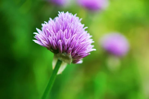 Цветущий лук (Allium schoenoprasum ). — стоковое фото