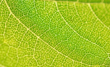  Yaprak doku veya yaprak arka plan tasarımı için.