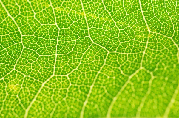 Leaf texture or leaf background for design. — Stock Photo, Image