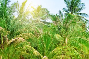 palmiye ağaçları ile tropikal peyzaj.