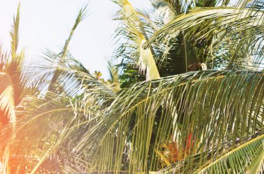 palmiye ağaçları ile tropikal peyzaj.