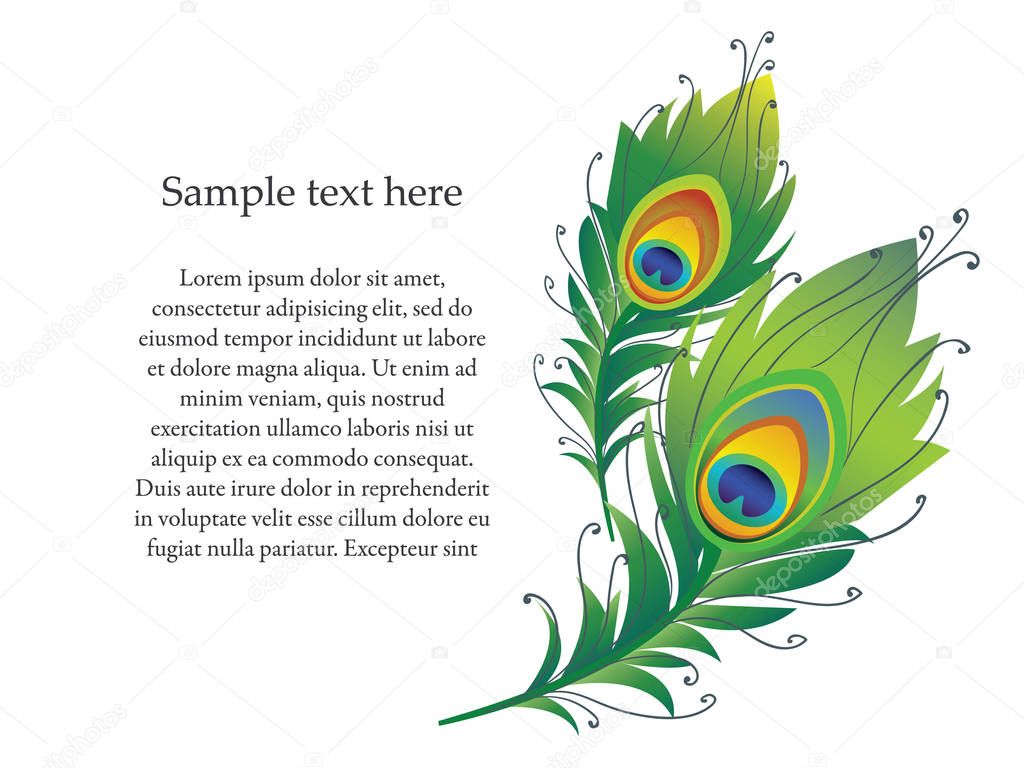 Vector illustration of peacock feather.