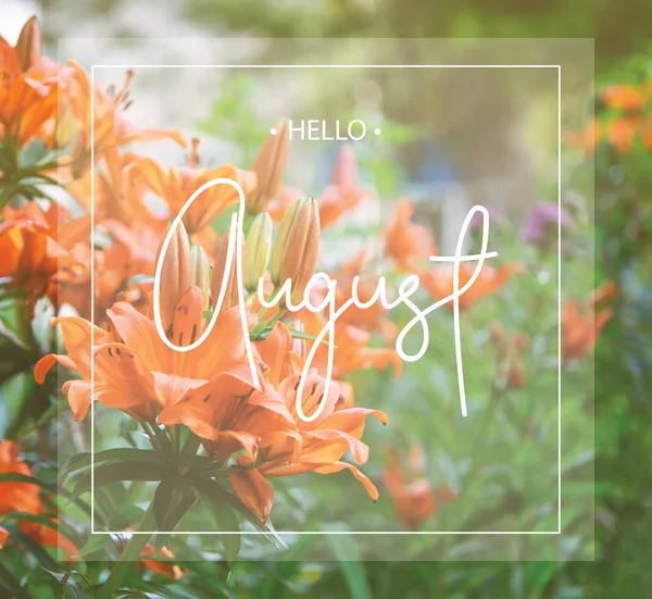 Hallo augustus wenskaart met lilium bloem. — Stockfoto