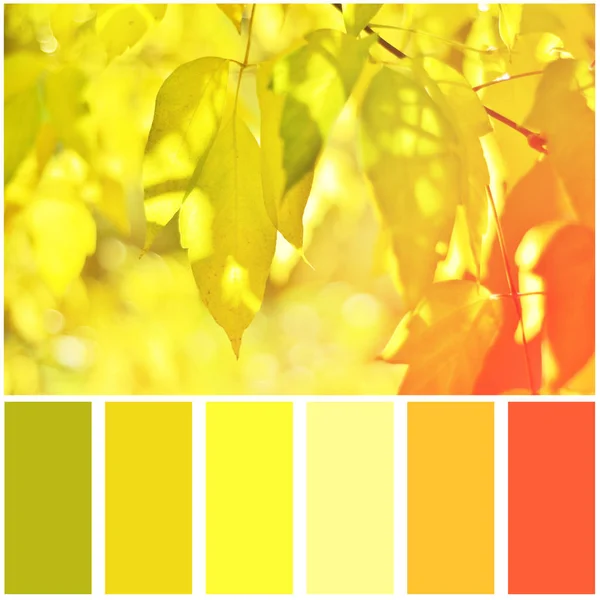 Jesienią liście oraz paleta kolorów. — Zdjęcie stockowe