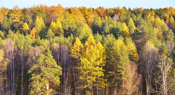 Doğal orman muhteşem sonbahar manzara Panoraması