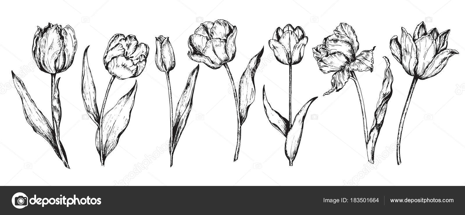 Ustaw Ręcznie Rysunek Kwiaty Tulipany Wiosna Ilustracja