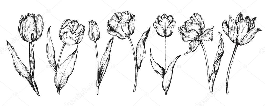 Set hand drawing of spring flowers- tulips. Vector illustration