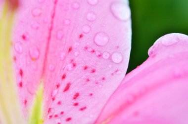 Çiçek zambağının yakın çekim. Makro fotoğraf.