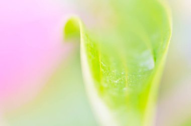 Çiçek zambağının yakın çekim. Makro fotoğraf.