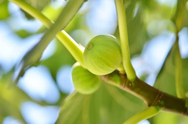 İncir ağacının dallarında incir meyvesi yetiştirmek.