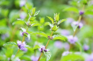 Çiçekli taze nane yaprağı. Bahçede bitki yaprakları.