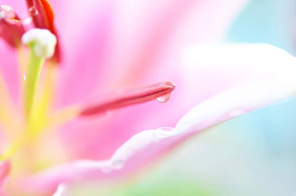 Egy Közelről Virág Liliom Makro Fotó — Stock Fotó