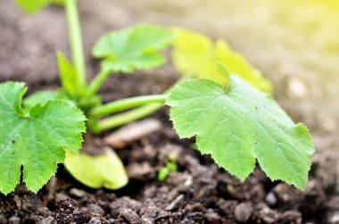 Kabak bitki bahçesinde. Bahar zamanı.