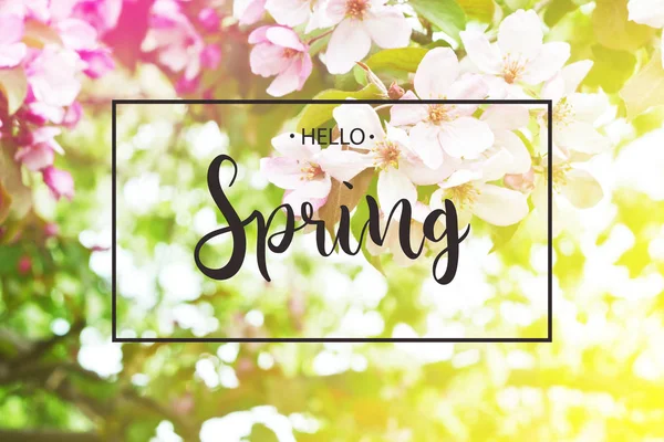 Inschrift Hallo Frühling Auf Hintergrund Mit Frühlingsblüten — Stockfoto