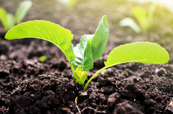 Растение брокколи цветной капусты, растущее в огороде
.