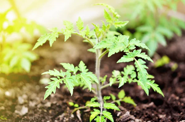 Groeiende Tomaten Bed Lentetijd — Stockfoto