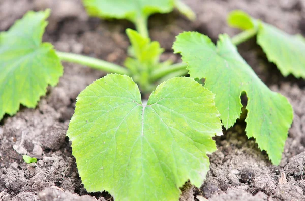 Plante Courgettes Dans Jardin Printemps — Photo