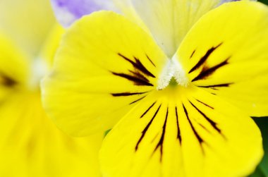 Ev bahçe çiçekli güzel viyola.