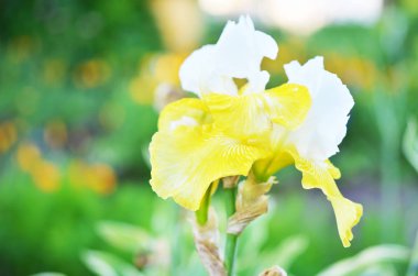 Iris bitki bahar bahçe çiçek.