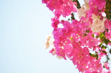 Arka plan bulanık ile güzel kokulu pembe Begonviller (Begonvil spectabilis) çiçek