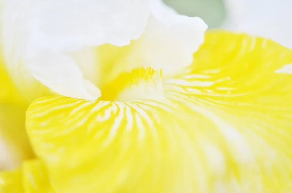 Una Planta Iris Flor Jardín Primavera —  Fotos de Stock