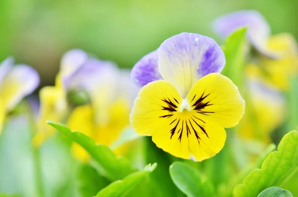 Bonitas Violas Floreciendo Jardín Casero —  Fotos de Stock