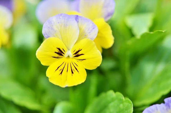 Pretty violas flowering in the home garden.