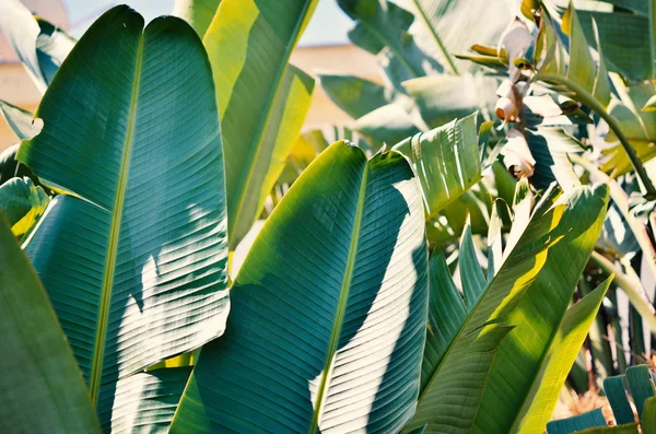 Банановые Листья Тропическом Саду — стоковое фото