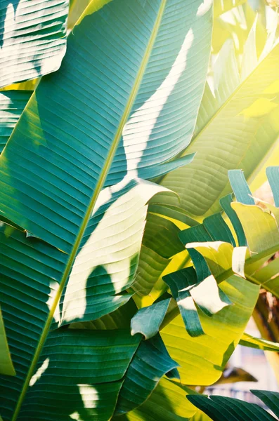 Banana leaves in tropical garden.