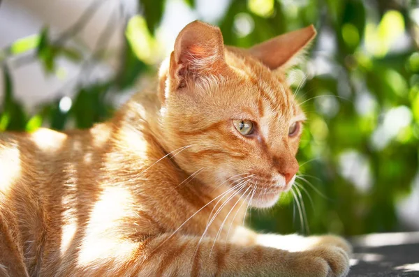 Bahçe içinde güzel zencefil kedi portresi.