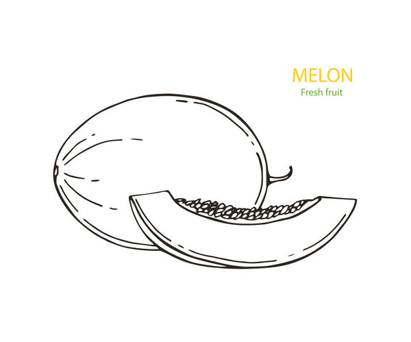 Ripe and juicy yellow melon, vector illustration isolated on white background. Drawing of fresh melon, muskmelon, cantaloupe - whole and a slice