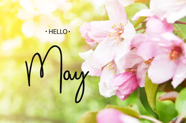 Hello May.  Floral natural background spring time season.