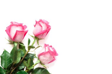 Beyaz arka planda izole edilmiş güzel pembe güller. - Görüntü