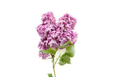 Beyaz arka planda leylak çiçekleri. Bahar çiçekleri. Üst görünüm, düz görünüm, kopyalama alanı. - Görüntü