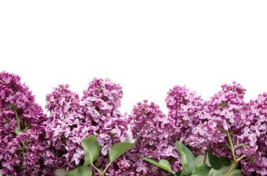 Beyaz arka planda leylak çiçekleri. Bahar çiçekleri. Üst görünüm, düz görünüm, kopyalama alanı. - Görüntü