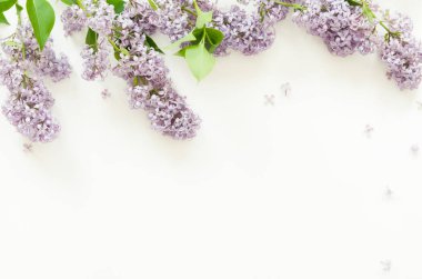 Beyaz arka planda leylak çiçekleri. Bahar çiçekleri. Üst görünüm, düz görünüm, kopyalama alanı. - Görüntü