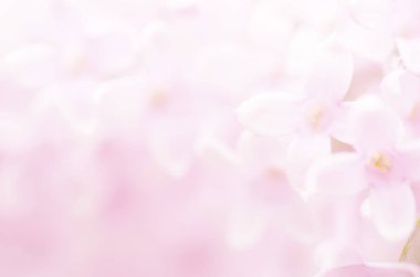 Pembe leylak çiçekleri bahar çiçeği arkaplanı. - Görüntü