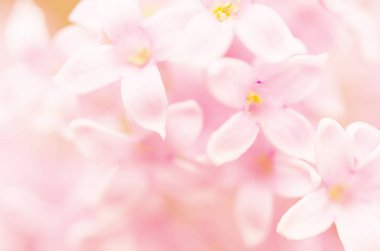 Pembe leylak çiçekleri bahar çiçeği arkaplanı. - Görüntü