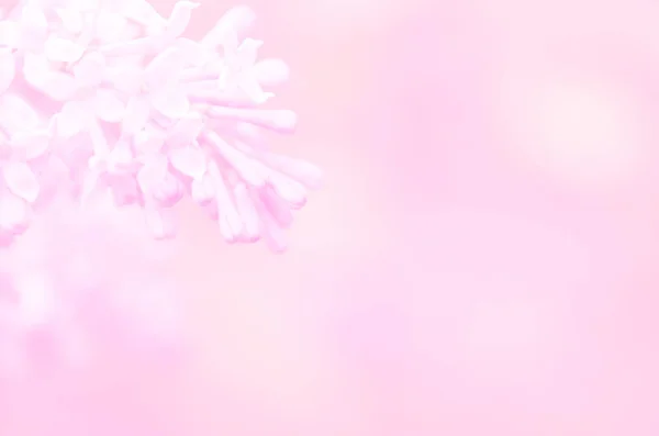 ピンクライラックの花春の背景 — ストック写真