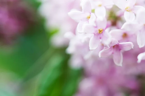 Розовые Сиреневые Цветы Весенний Цветочный Фон Образ — стоковое фото